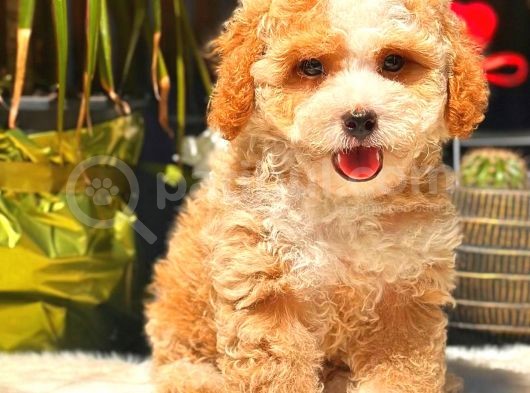 Parti̇ Colored Toy Poodle Yavrularimiz Gelmi̇şti̇r görsel