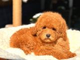 Orji̇nal Red Toy Poodle Yavrularimiz