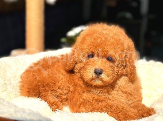 Orji̇nal Red Toy Poodle Yavrularimiz görsel