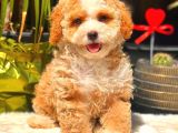 Parti̇ Colored Toy Poodle Yavrularimiz Gelmi̇şti̇r