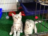 BRİTİSH SHORTHAİR YAVRUMUZ