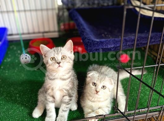 Bri̇ti̇sh Shorthai̇r Yavrumuz