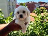 Orji̇nal Maltese Terri̇er Yavrulari