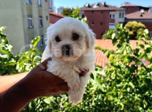 Orji̇nal Maltese Terri̇er Yavrulari görsel