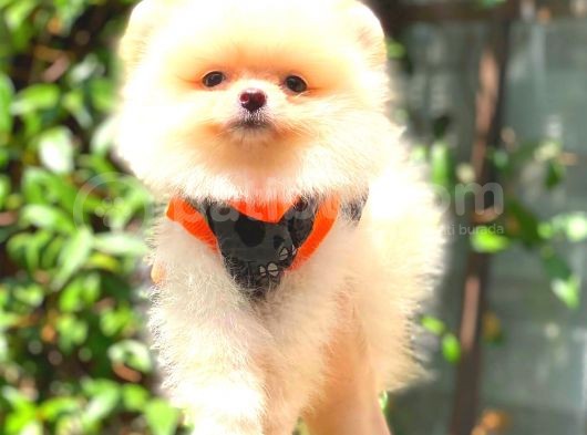 Süper Kali̇te Pomerani̇an Boo Bebekleri̇mi̇z görsel