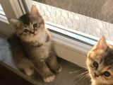 Black golden point ve scottish fold white