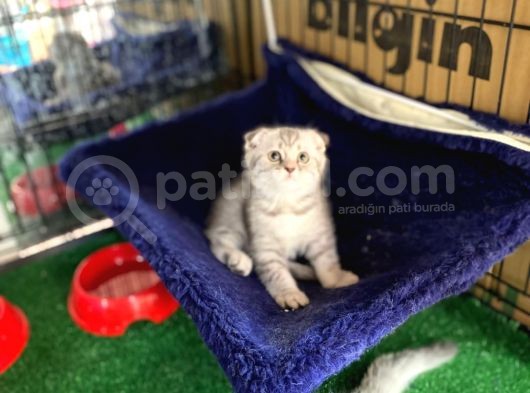 Silver Scotti̇sh Fold Bebekleri̇mi̇z görsel