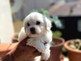 Orji̇nal Maltese Terri̇er Yavrulari