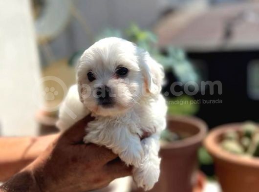 Orji̇nal Maltese Terri̇er Yavrulari görsel