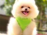 Kar Beyaz Pomerani̇an Boo Bebekleri̇mi̇z
