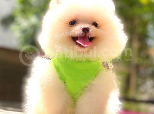 Kar Beyaz Pomerani̇an Boo Bebekleri̇mi̇z görsel