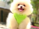 Kar Beyaz Pomerani̇an Boo Bebekleri̇mi̇z