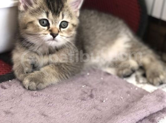 Black Golden Point Ve Scottish Fold White görsel