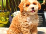 Parti̇ Colored Toy Poodle Yavrularimiz Gelmi̇şti̇r