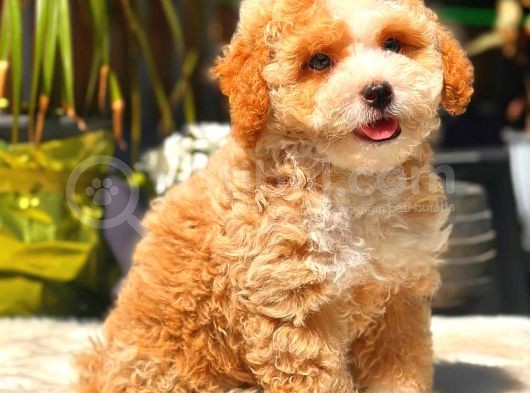 Parti̇ Colored Toy Poodle Yavrularimiz Gelmi̇şti̇r görsel