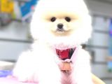Kar Beyaz Pomerani̇an Boo Bebekleri̇mi̇z