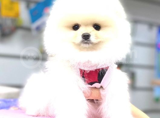 Kar Beyaz Pomerani̇an Boo Bebekleri̇mi̇z görsel