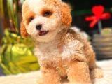 PARTİ COLORED TOY POODLE YAVRULARIMIZ GELMİŞTİR
