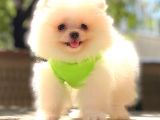 Kar Beyaz Pomerani̇an Boo Bebekleri̇mi̇z