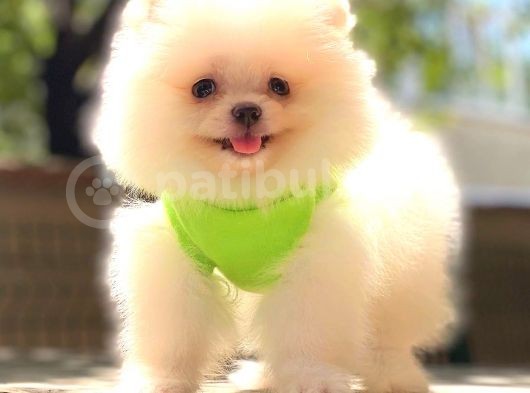 Kar Beyaz Pomerani̇an Boo Bebekleri̇mi̇z görsel