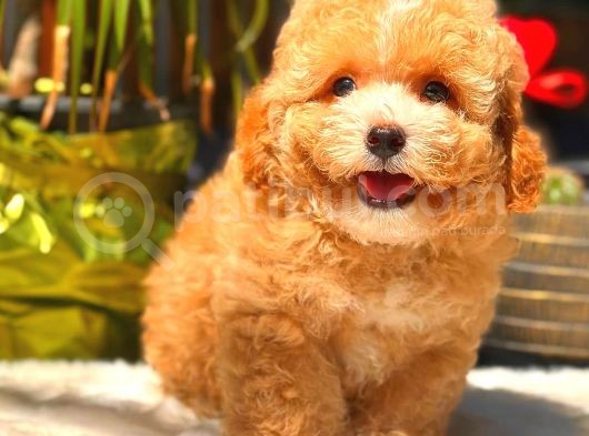 Parti̇ Colored Toy Poodle Yavrularimiz Gelmi̇şti̇r görsel