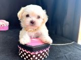 ORJİNAL MALTESE TERRİER YAVRULARI