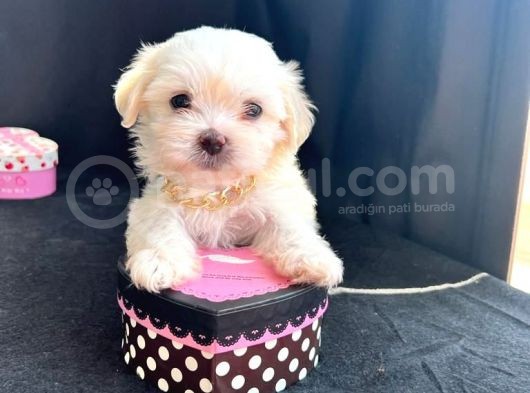 Orji̇nal Maltese Terri̇er Yavrulari