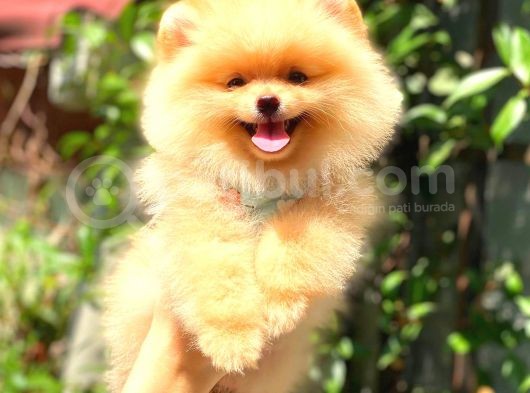 Süper Kali̇te Pomerani̇an Boo Bebekleri̇mi̇z görsel