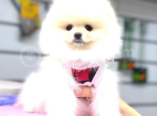 Kar Beyaz Pomerani̇an Boo Bebekleri̇mi̇z
