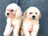 Aprikot Toy Poodle Bebeklerimiz