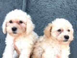 Aprikot Toy Poodle Bebeklerimiz