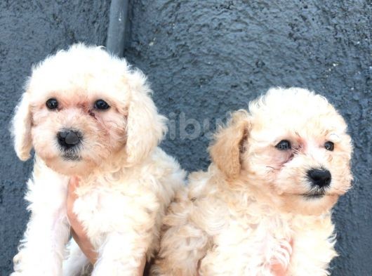 Aprikot Toy Poodle Bebeklerimiz görsel