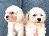 aprikot toy poodle bebeklerimiz