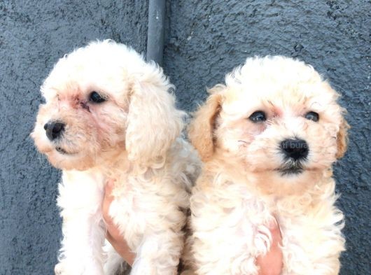 Aprikot Toy Poodle Bebeklerimiz