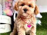 Evdeki Sevimli gölgem maltipoo