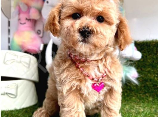 Evdeki Sevimli Gölgem Maltipoo