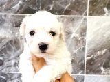 MALTESSE TERRİER  
