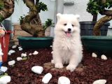 Ayi̇ Yavrusu Samoyed A Kali̇te Irk