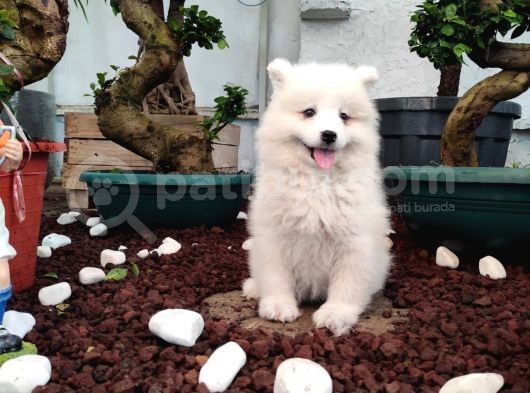 Ayi̇ Yavrusu Samoyed A Kali̇te Irk görsel