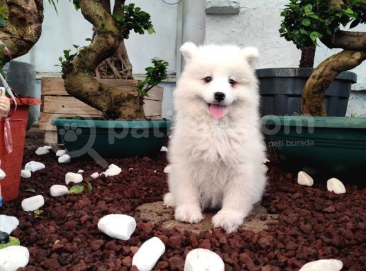 Ayi̇ Yavrusu Samoyed A Kali̇te Irk görsel