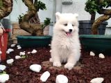 AYİ YAVRUSU SAMOYED A KALİTE IRK