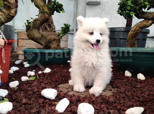 Ayi̇ Yavrusu Samoyed A Kali̇te Irk