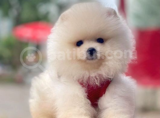 Yavru Pomeranian görsel