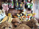 A Scr Muhteşem Toy Poodle  Yavrularimiz