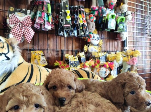 A Scr Muhteşem Toy Poodle  Yavrularimiz görsel