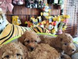 A Scr Muhteşem Toy Poodle  Yavrularimiz
