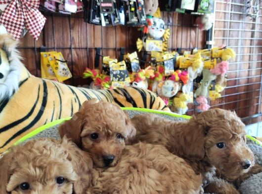 A Scr Muhteşem Toy Poodle  Yavrularimiz görsel