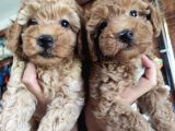 A Scr Muhteşem Toy Poodle  Yavrularimiz