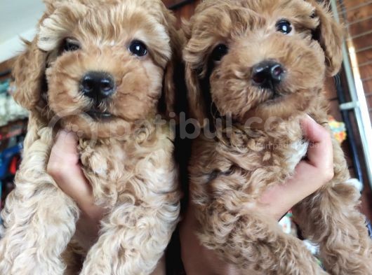 A Scr Muhteşem Toy Poodle  Yavrularimiz görsel