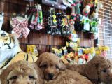 A Scr Muhteşem Toy Poodle  Yavrularimiz